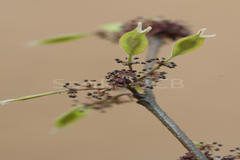 Holoptelea integrifolia